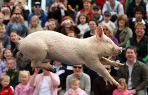 pigs-will-fly_980531i